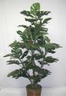 Split Leaf Philo